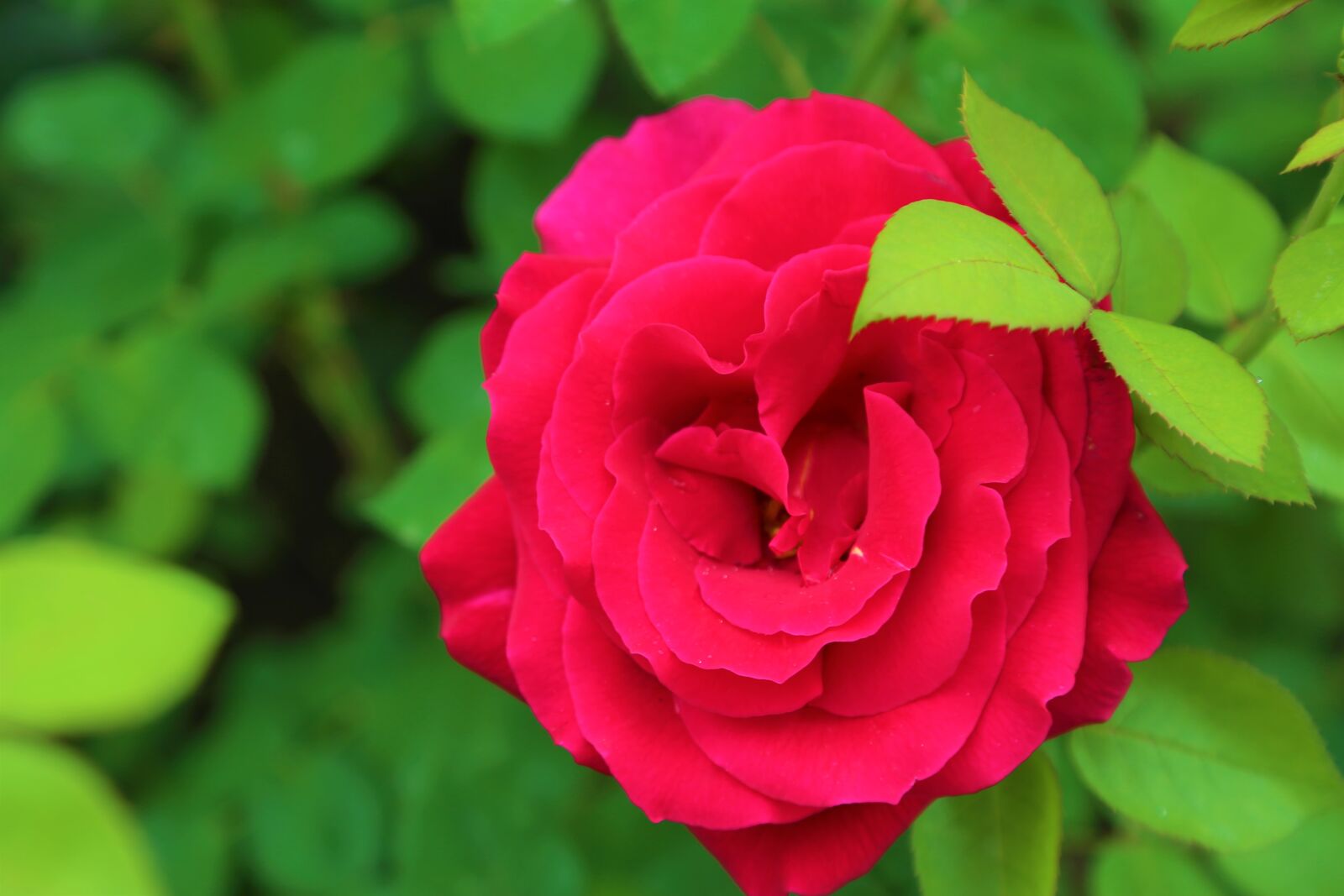Canon EF 24-105mm F4L IS USM sample photo. Rose, greengrass, nature photography