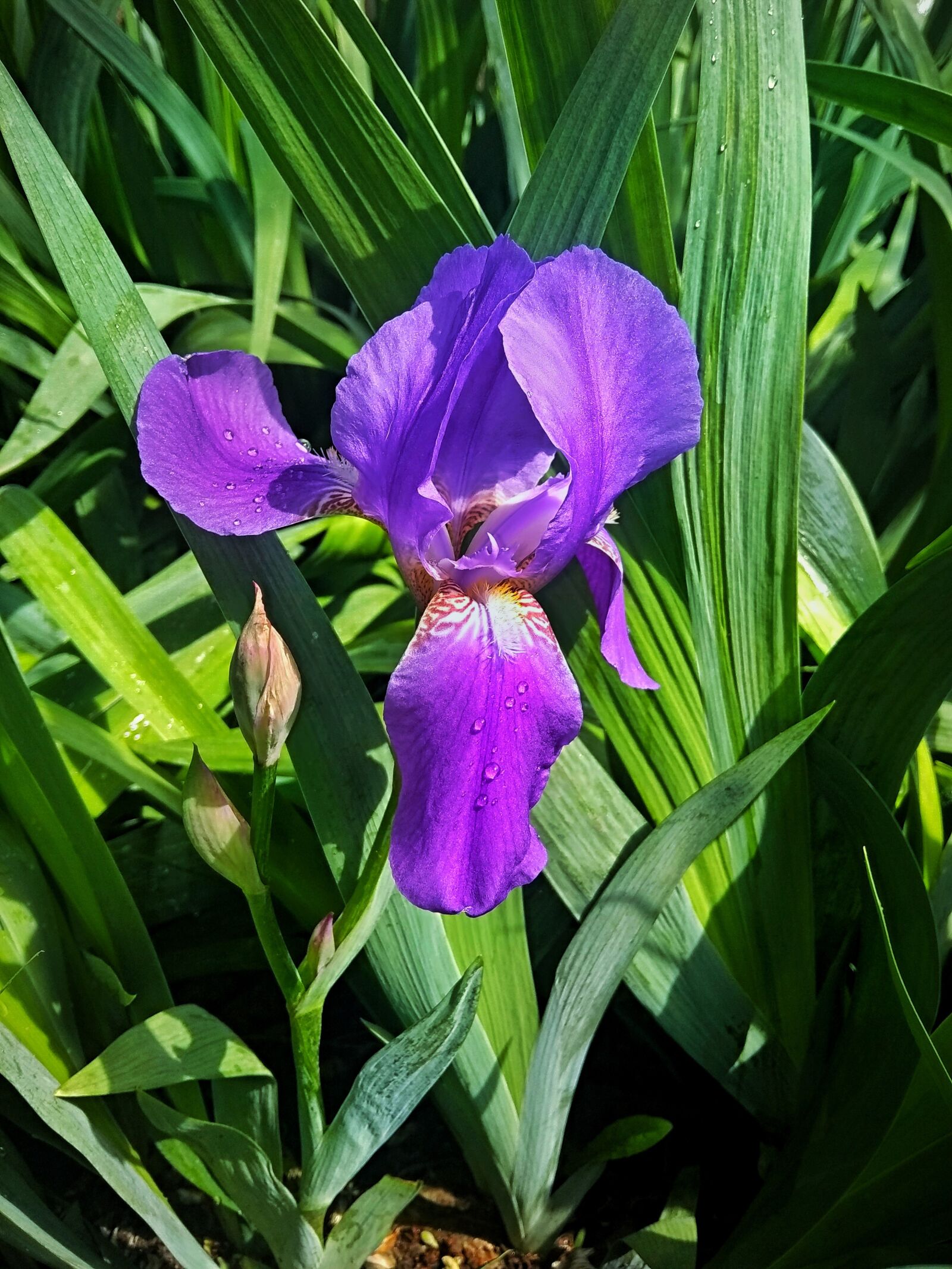 Xiaomi Redmi Note 5A sample photo. Iris, nature, flowers photography
