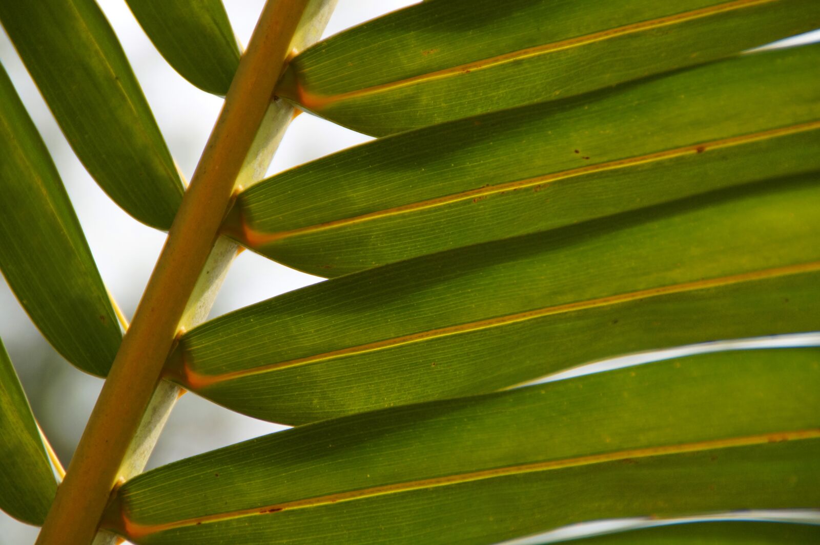 Sony DT 18-200mm F3.5-6.3 sample photo. Palm, plant, green photography