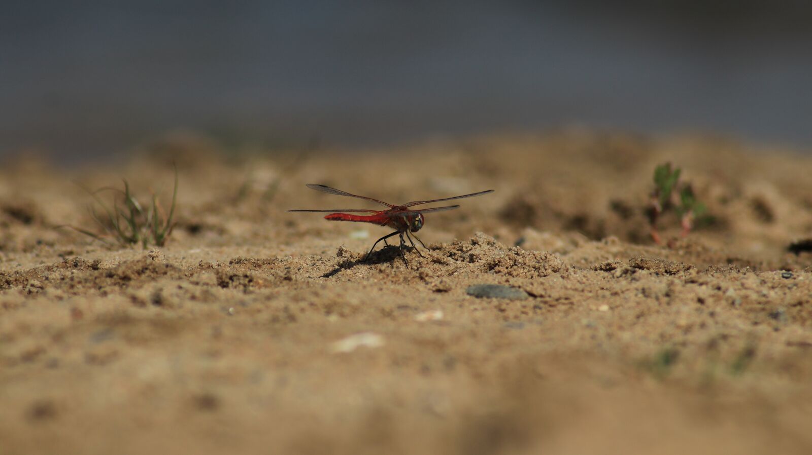 Canon EOS 80D sample photo. Dragonfly, wing, veins photography
