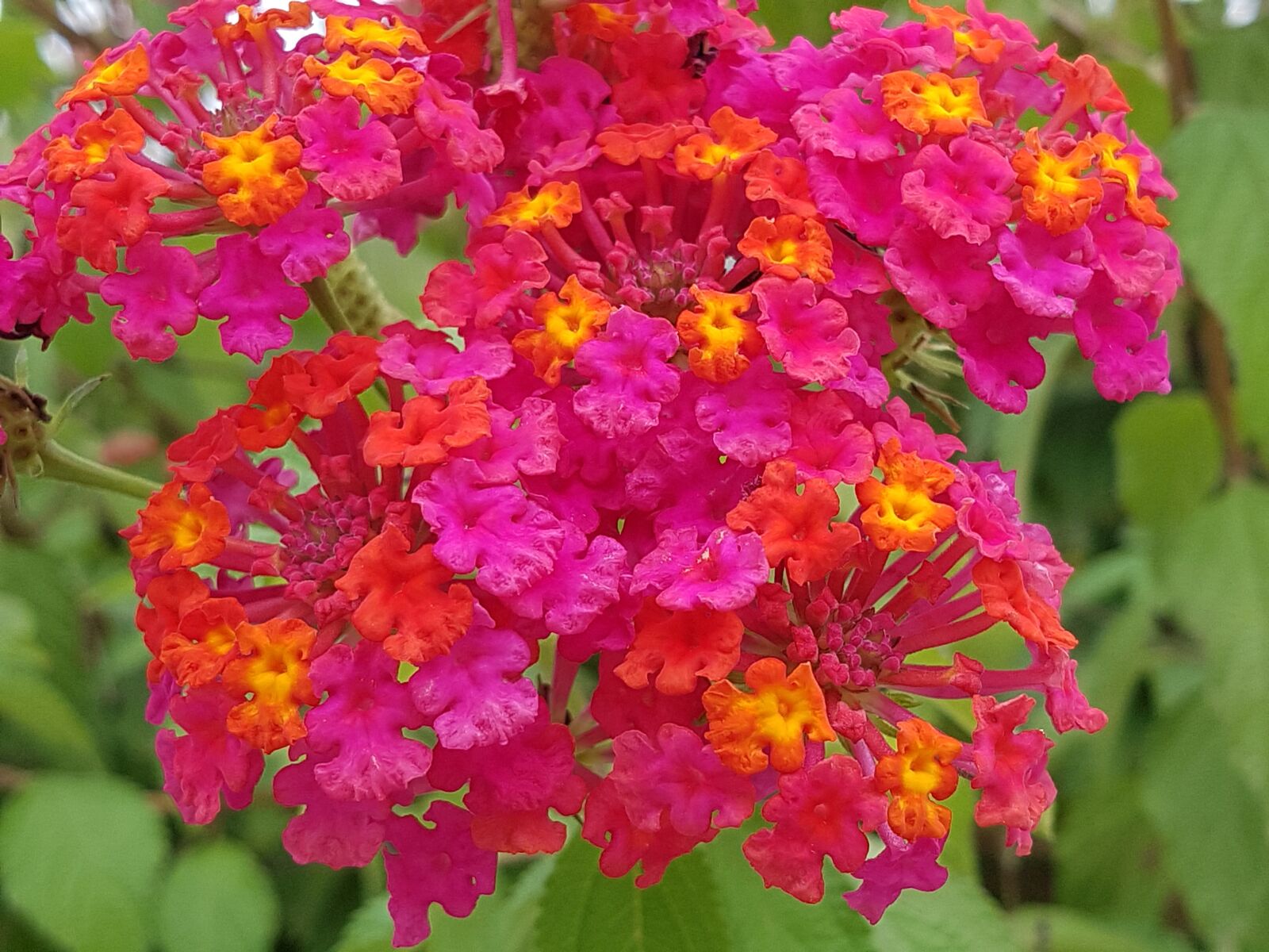 Samsung Galaxy S7 sample photo. Flowers, red flowers, flower photography