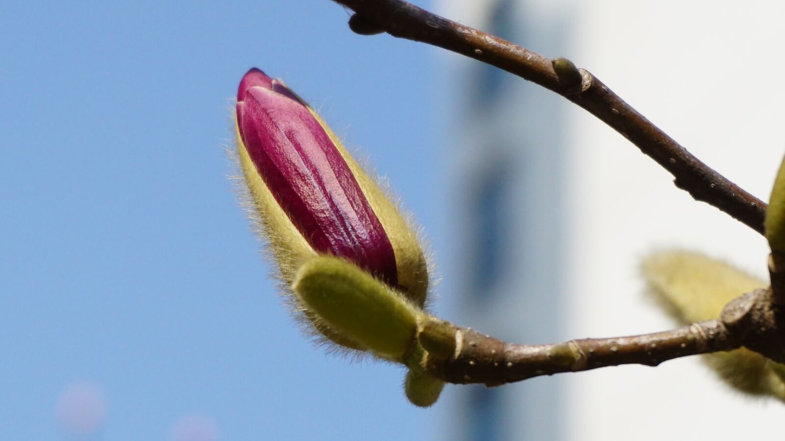 Sony a6000 sample photo. Flower flower bud, natural photography