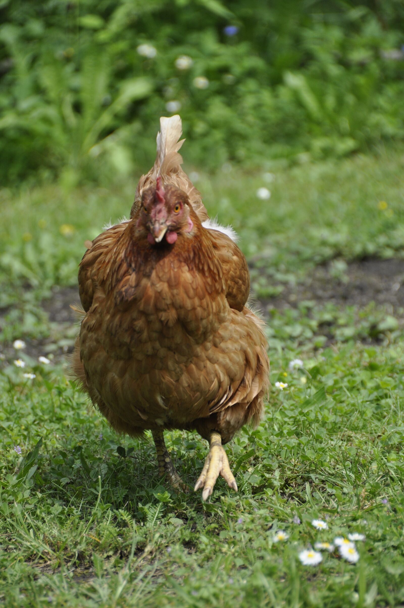 Nikon D90 sample photo. Chicken, garden, plumage photography