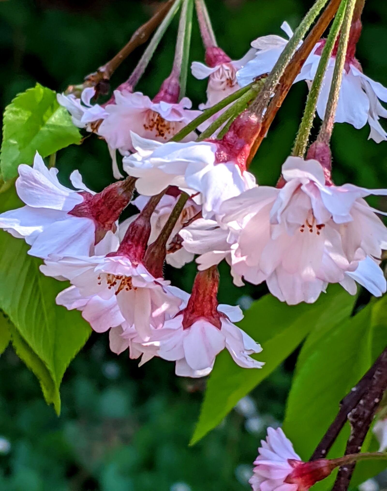 Google Pixel 3 XL sample photo. Cherry blossoms, spring, pink photography
