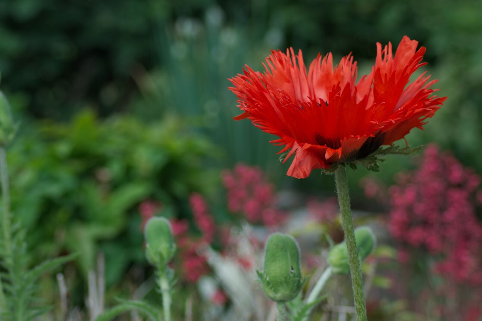 Nikon D3300 sample photo. Poppy flower, close up photography