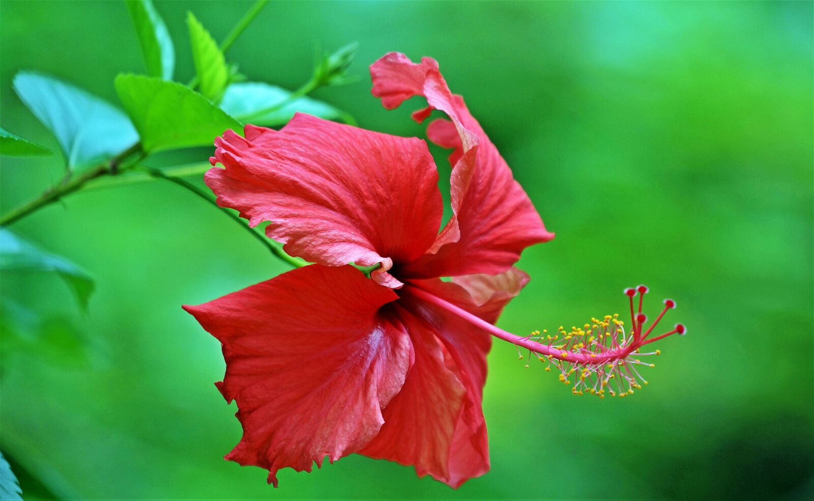 Sony Alpha NEX-7 sample photo. Flower, tropical, tropical flowers photography