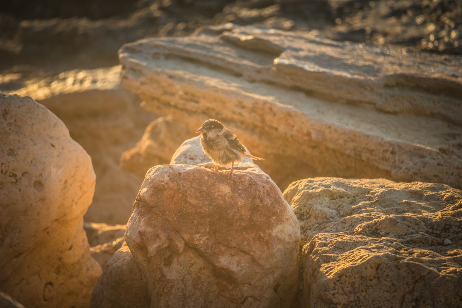 Canon EOS 100D (EOS Rebel SL1 / EOS Kiss X7) sample photo. Sparrow, bird, stones photography