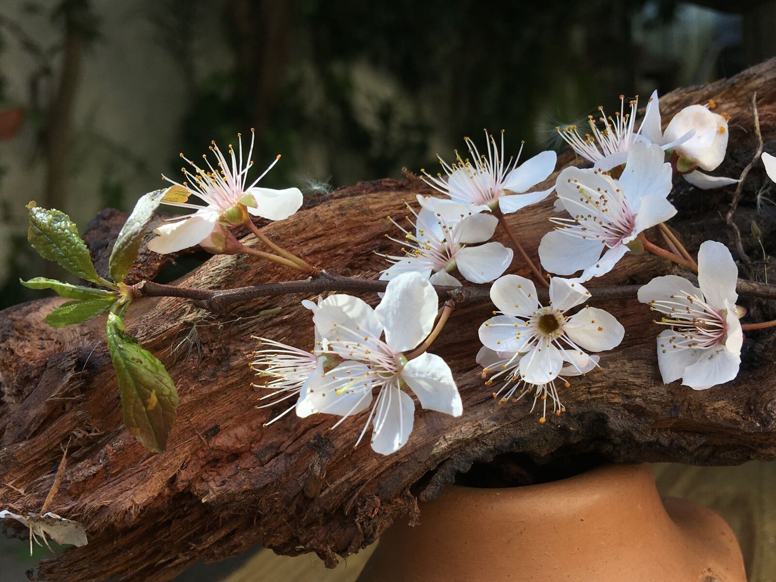 Apple iPhone 6s Plus sample photo. Cherry, white flowers, flower photography