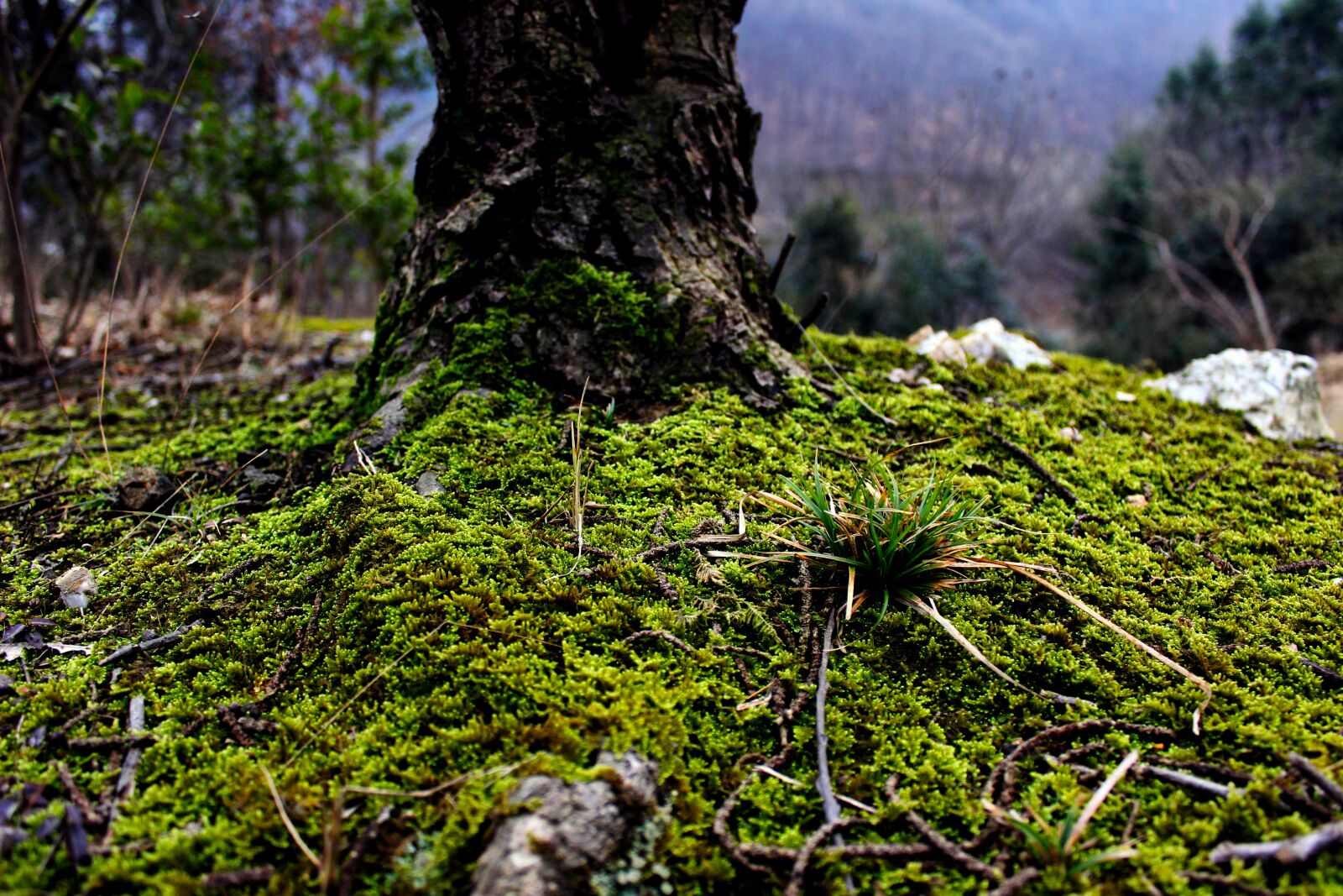 Canon EOS 600D (Rebel EOS T3i / EOS Kiss X5) sample photo. Moss, green, plant photography