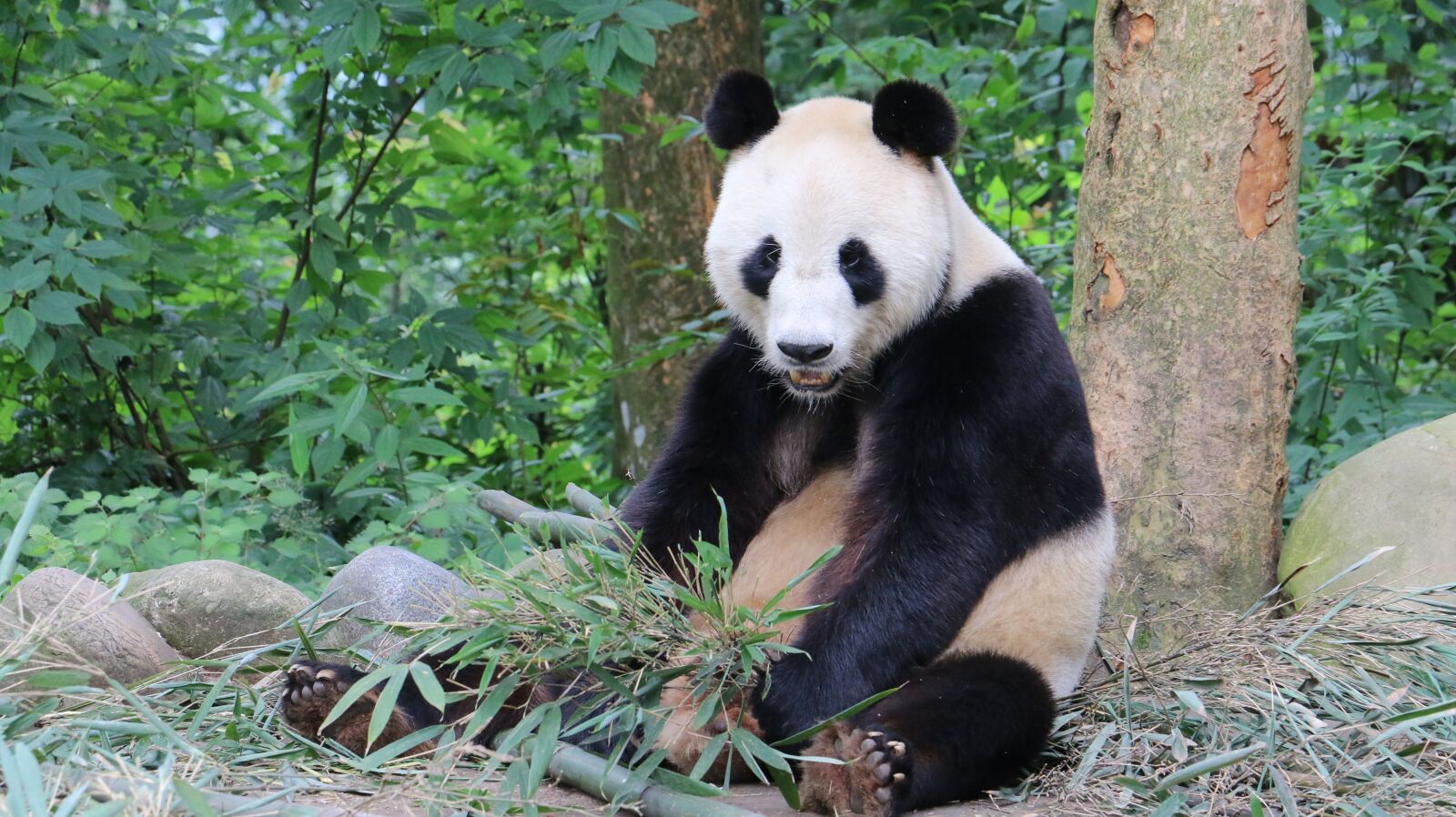 Canon EOS 70D sample photo. Panda, sichuan, china photography