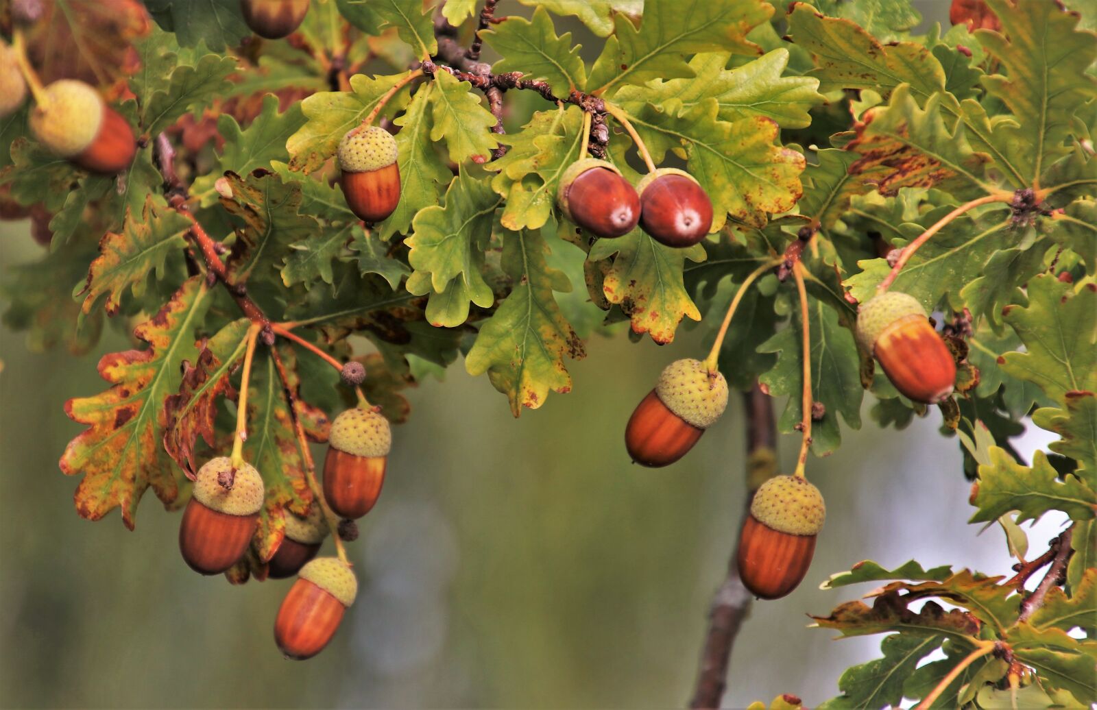 Canon EOS 80D sample photo. Branch, acorns, in the photography