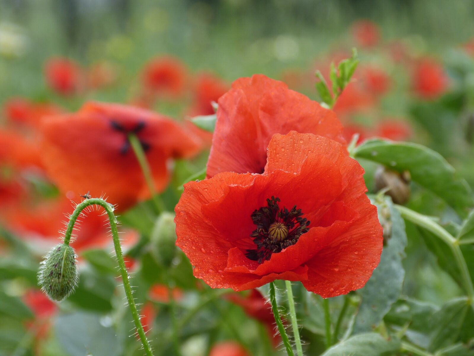 Panasonic Lumix DMC-FZ150 sample photo. Poppy, wildflower, flower photography