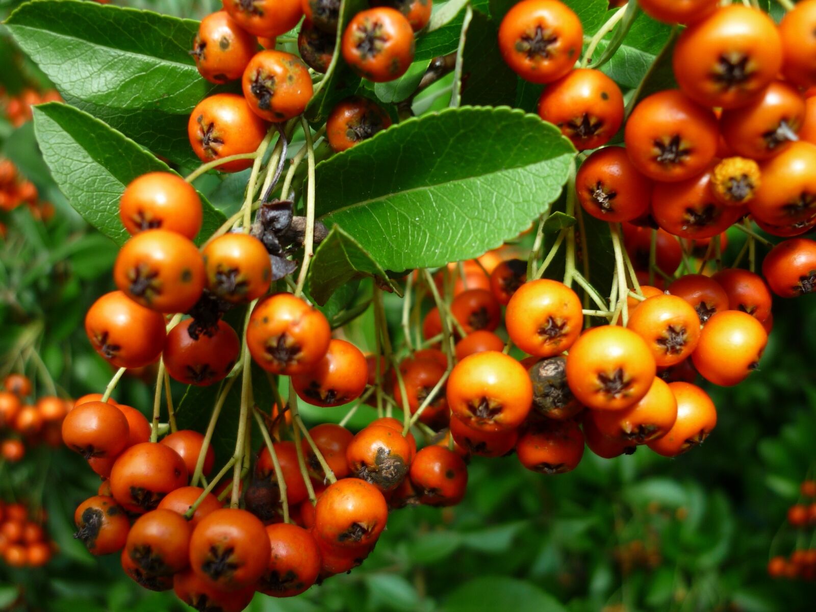 Panasonic Lumix DMC-FS6 sample photo. Sea buckthorn, small, berries photography