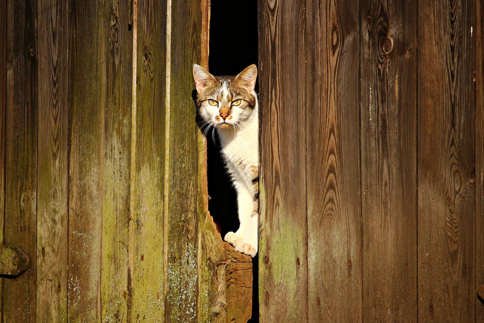 Canon EOS 100D (EOS Rebel SL1 / EOS Kiss X7) sample photo. Cat, mieze, kitten photography