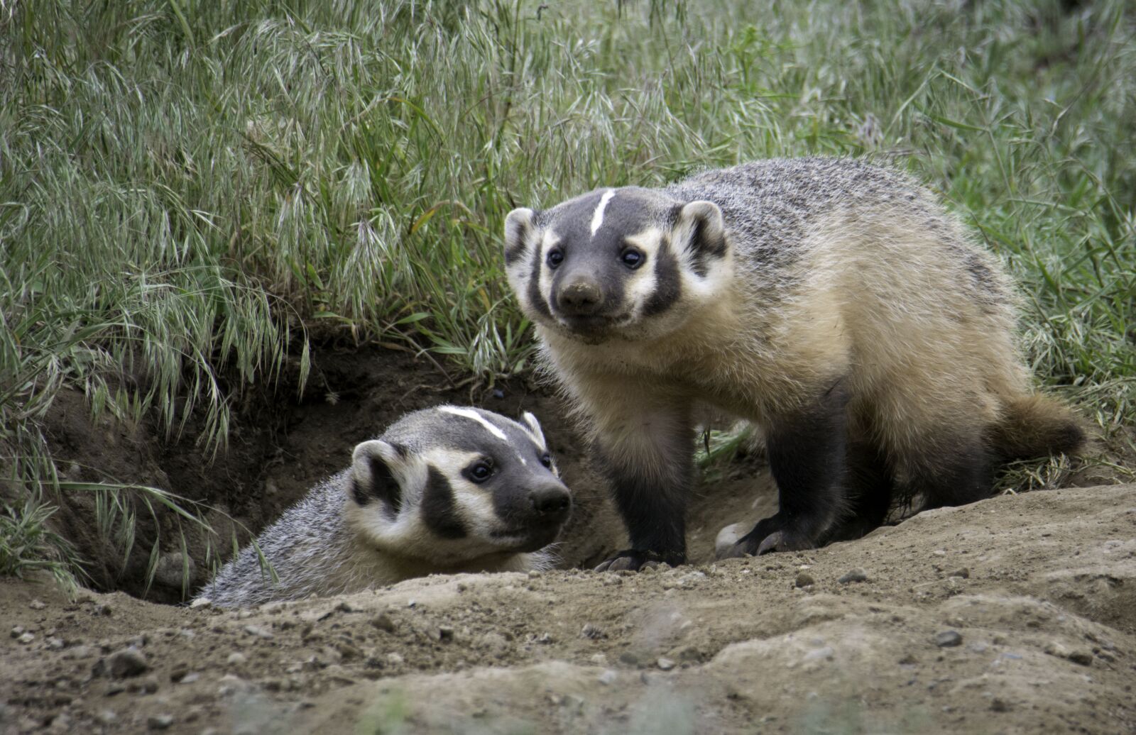 Nikon D5200 sample photo. Badger, family, nature photography