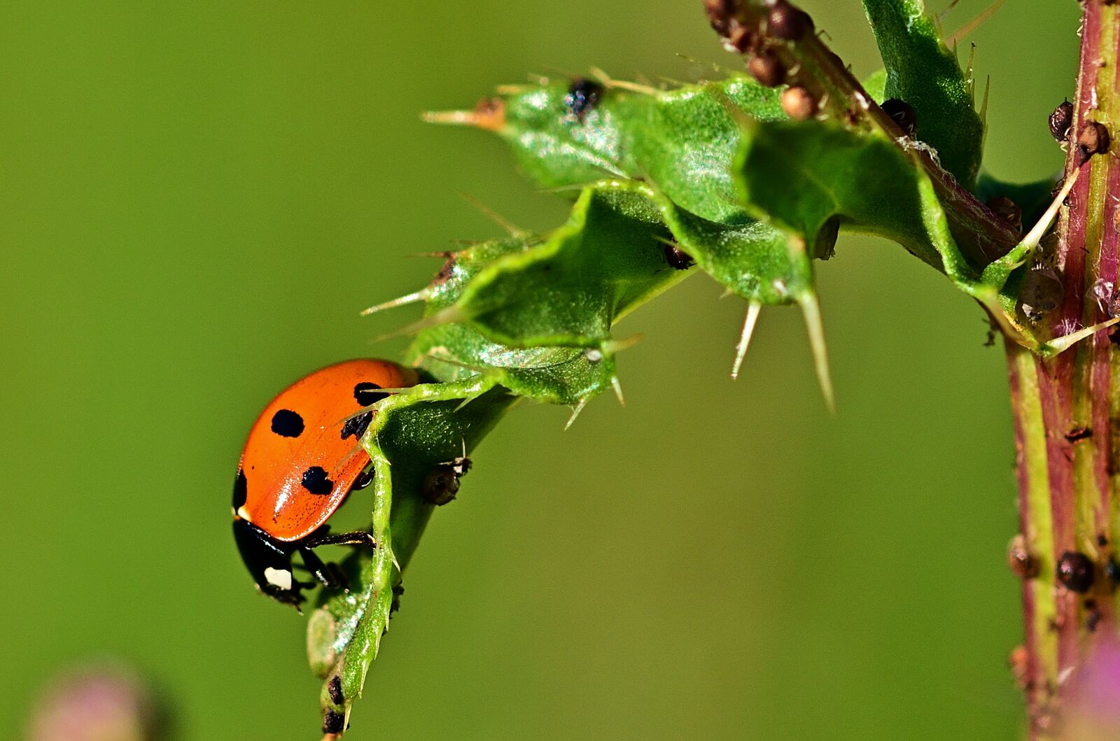 Nikon D5200 sample photo. Ladybug, leaf, aphid photography