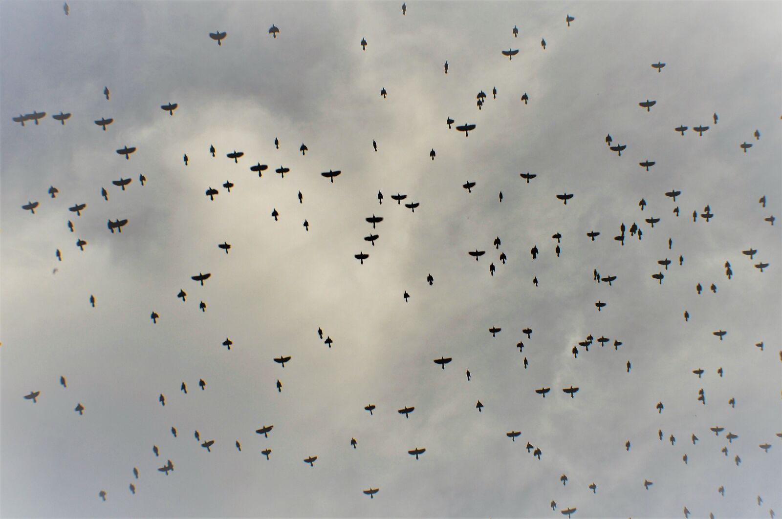 Nikon D90 sample photo. Birds, sky, flock photography