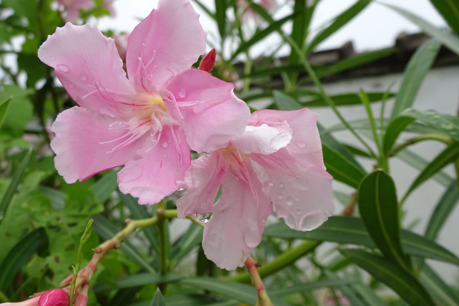 Sony Cyber-shot DSC-WX350 sample photo. Flower photography