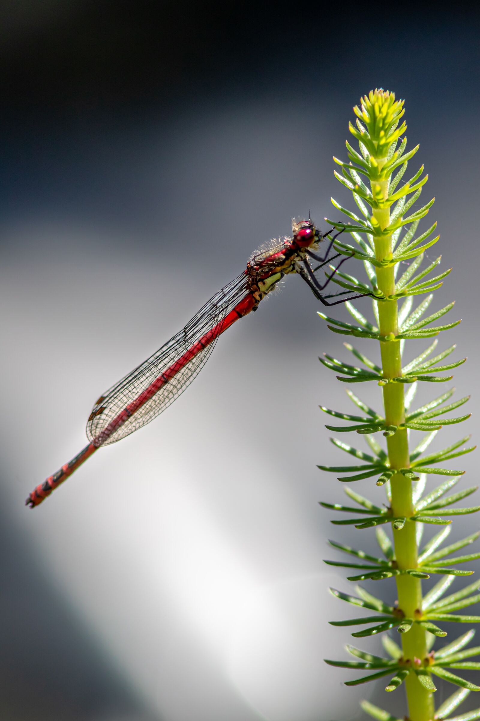 Canon EOS 80D sample photo. Pyrrhosama nymphula, dragonfly, adonis photography
