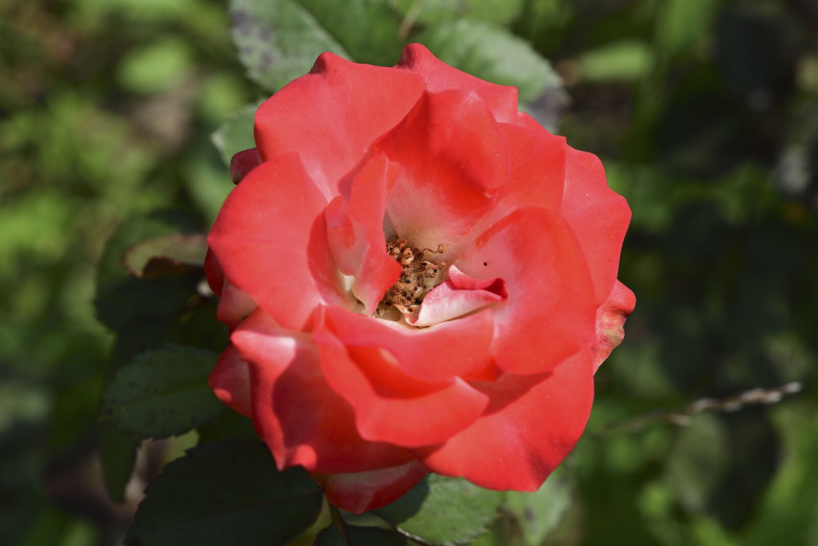 Nikon D750 sample photo. Rose, flowers, affix photography