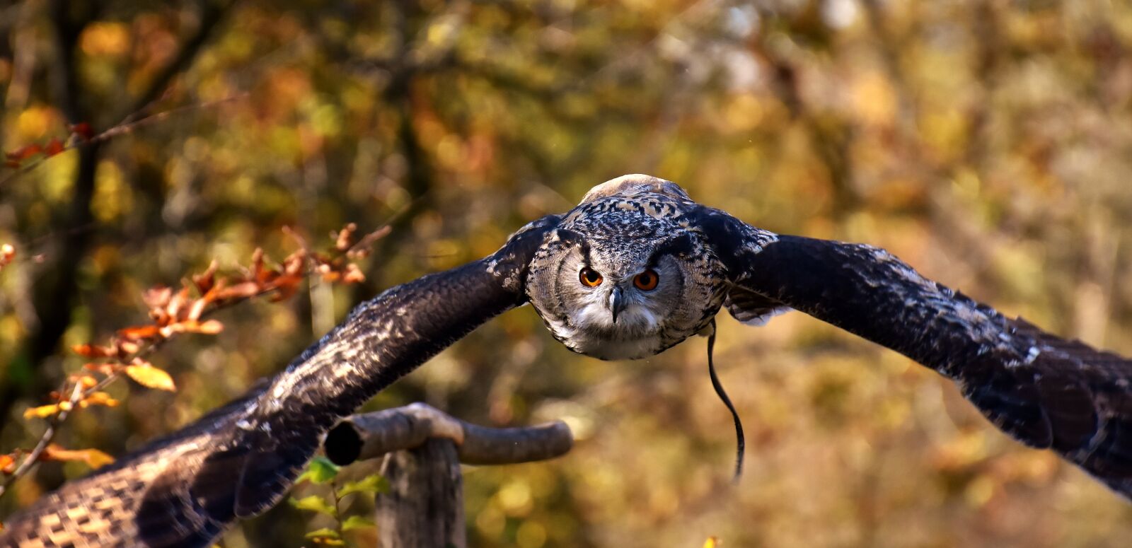 Nikon D7200 sample photo. Owl, bird, feather photography