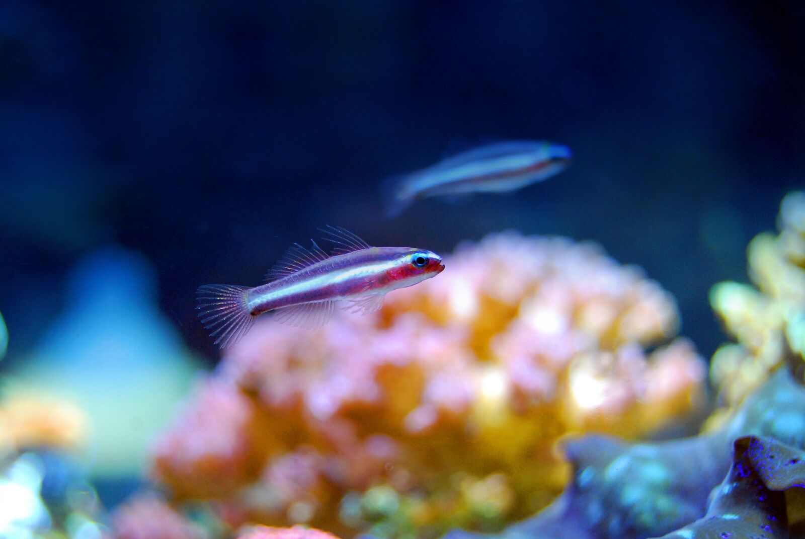 Nikon D40X sample photo. Coral, reef, sea photography