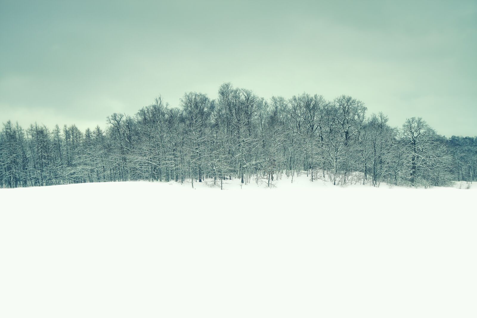 Canon EOS 7D sample photo. Winter, landscape, forest photography