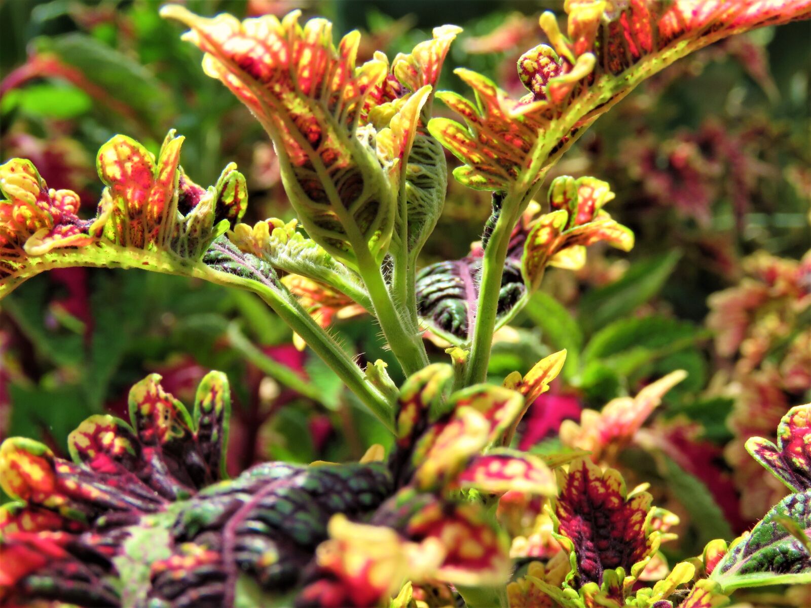 Canon PowerShot SX60 HS sample photo. Coleus, plant, garden photography