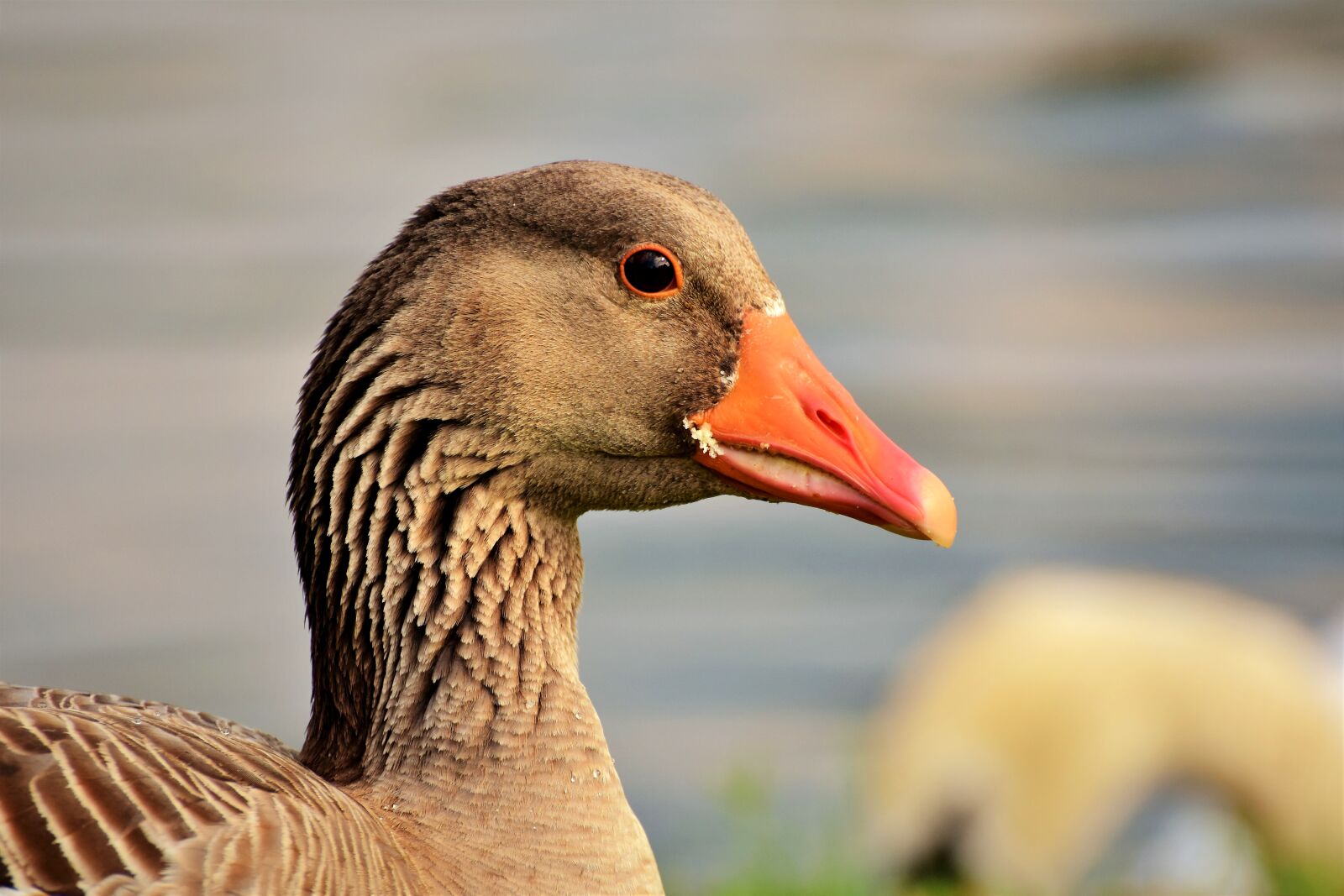 Nikon D7200 sample photo. Goose, poultry, bird photography