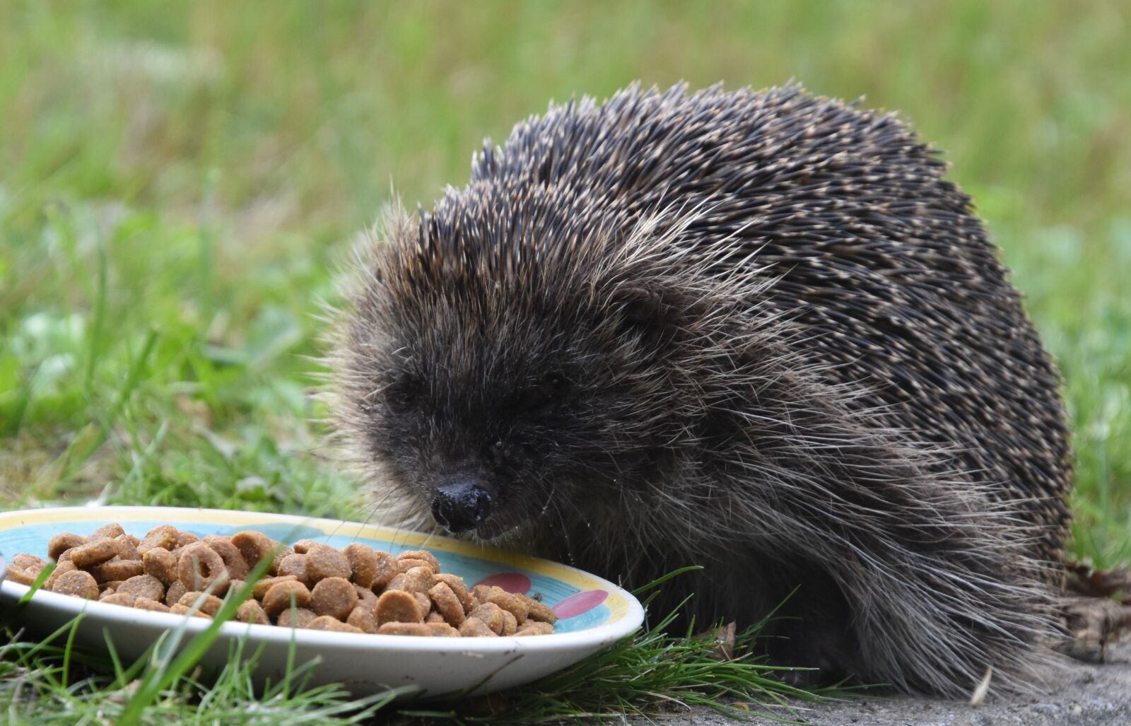 Nikon D5600 sample photo. Hedgehog, animal, mammal photography