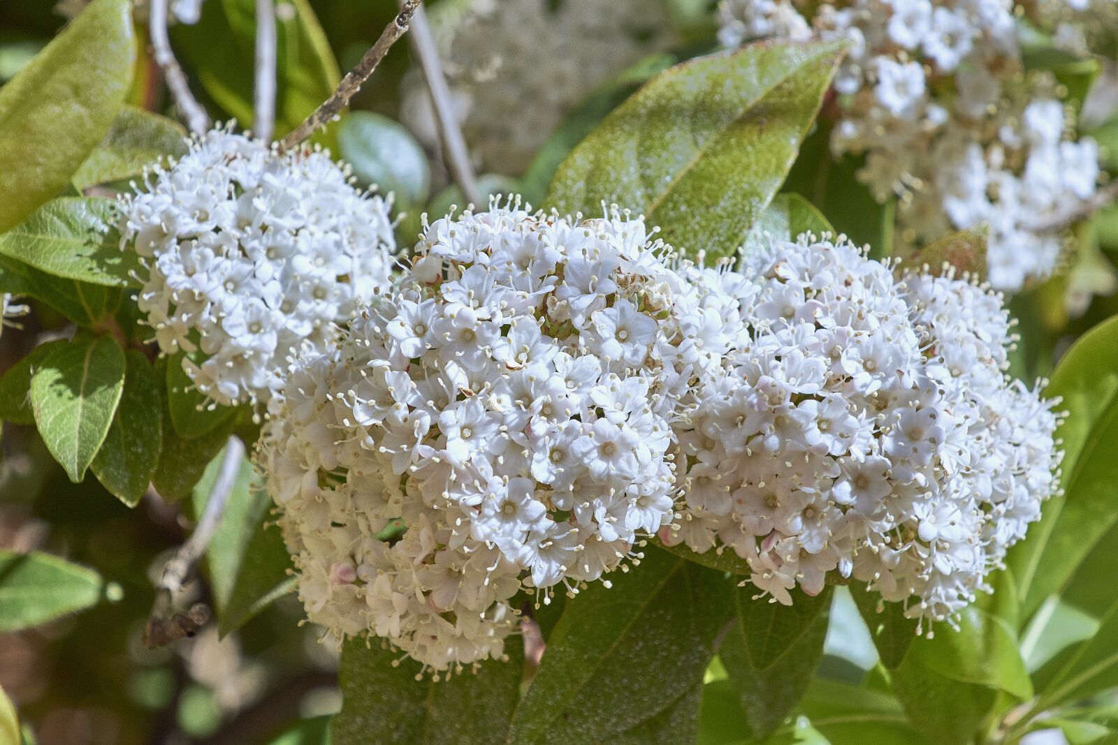 Nikon D7200 sample photo. Flower, garden, flowers photography