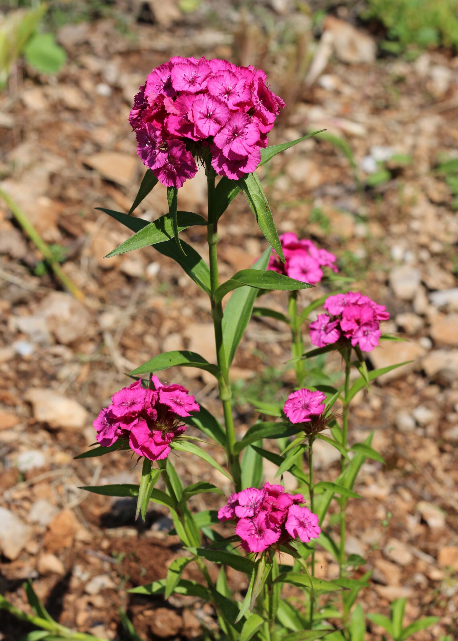 Canon EOS 700D (EOS Rebel T5i / EOS Kiss X7i) sample photo. Turkish carnation, carnations, green photography