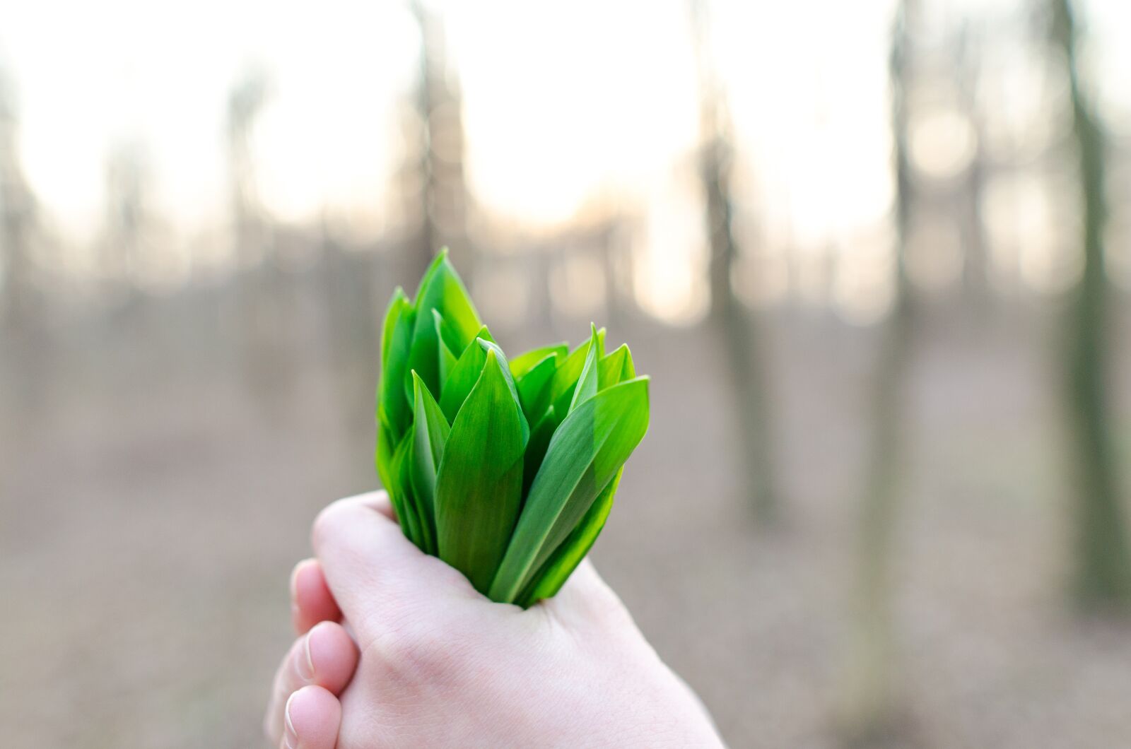 Nikon D5100 sample photo. Green, leaf, herbal photography
