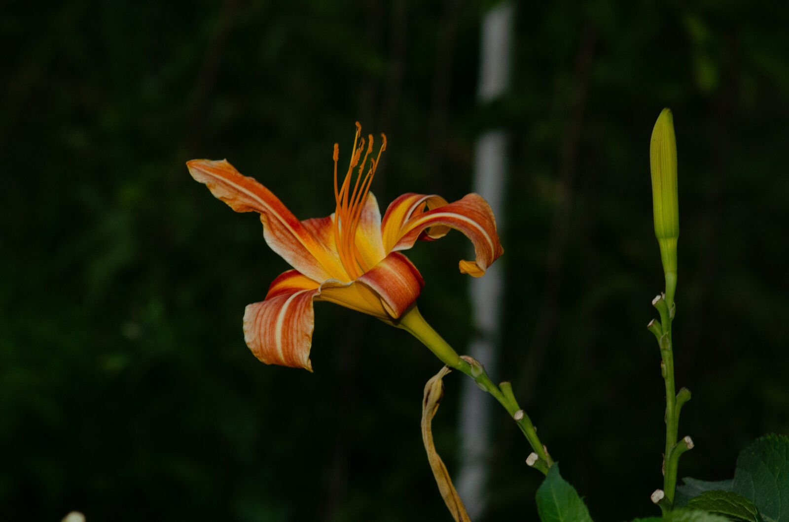 Nikon D7000 + AF Nikkor 70-210mm f/4-5.6 sample photo