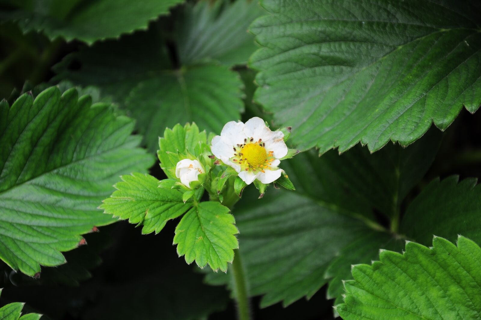 Nikon D90 sample photo. Strawberry, strawberry pictures, green photography