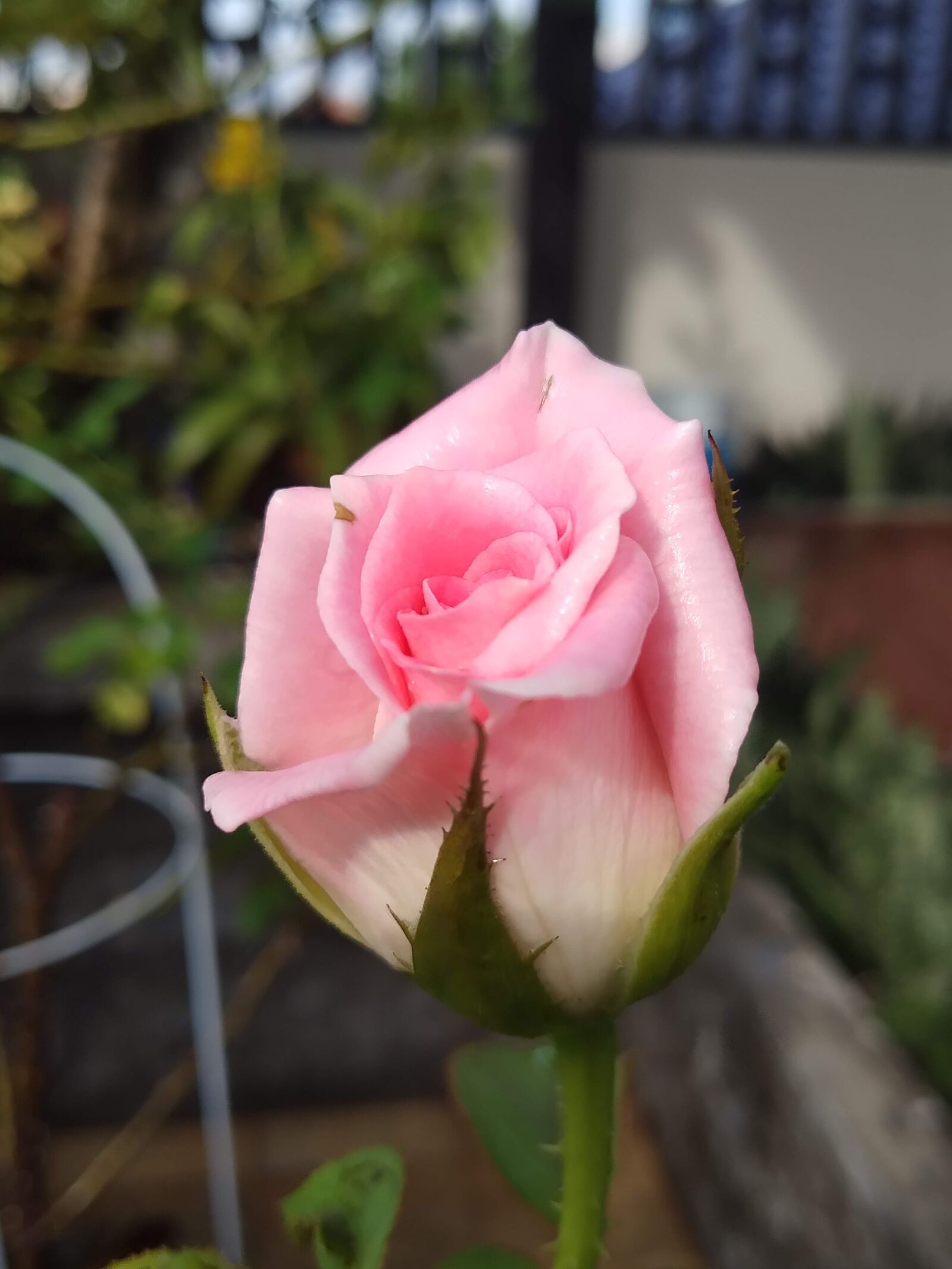 vivo 1716 sample photo. Rose, flower, pink photography
