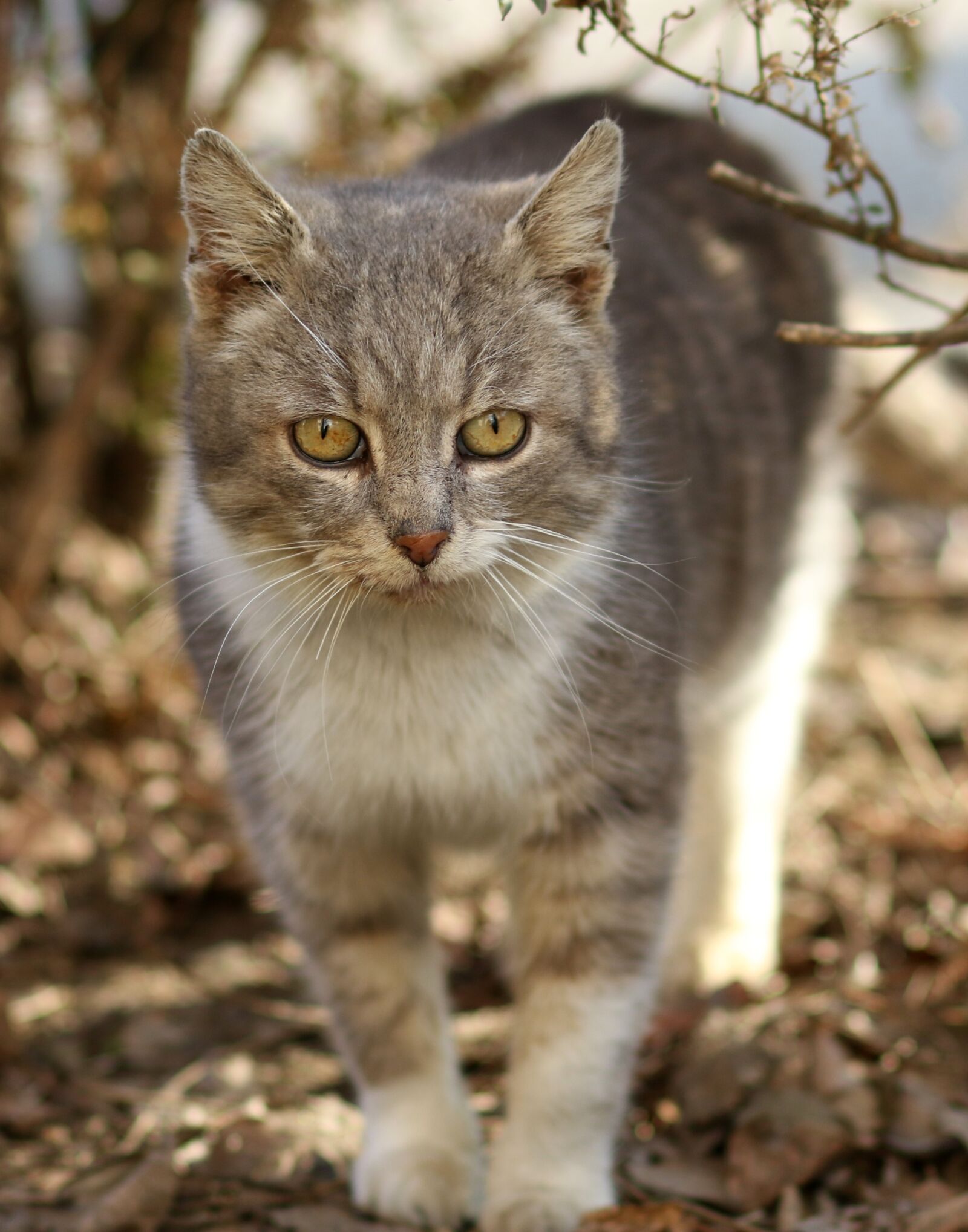 Canon EF 85mm F1.8 USM sample photo. Cat, white, gray photography