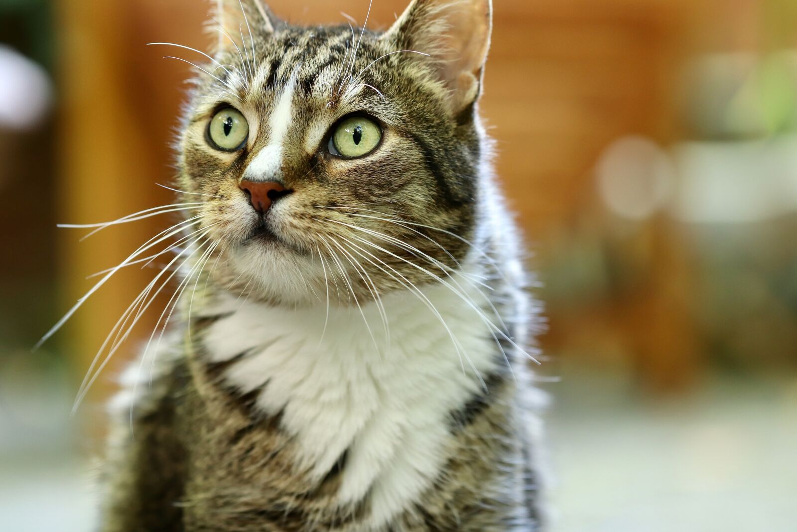 Canon EOS 800D (EOS Rebel T7i / EOS Kiss X9i) sample photo. Cat, mackerel, cat's eyes photography