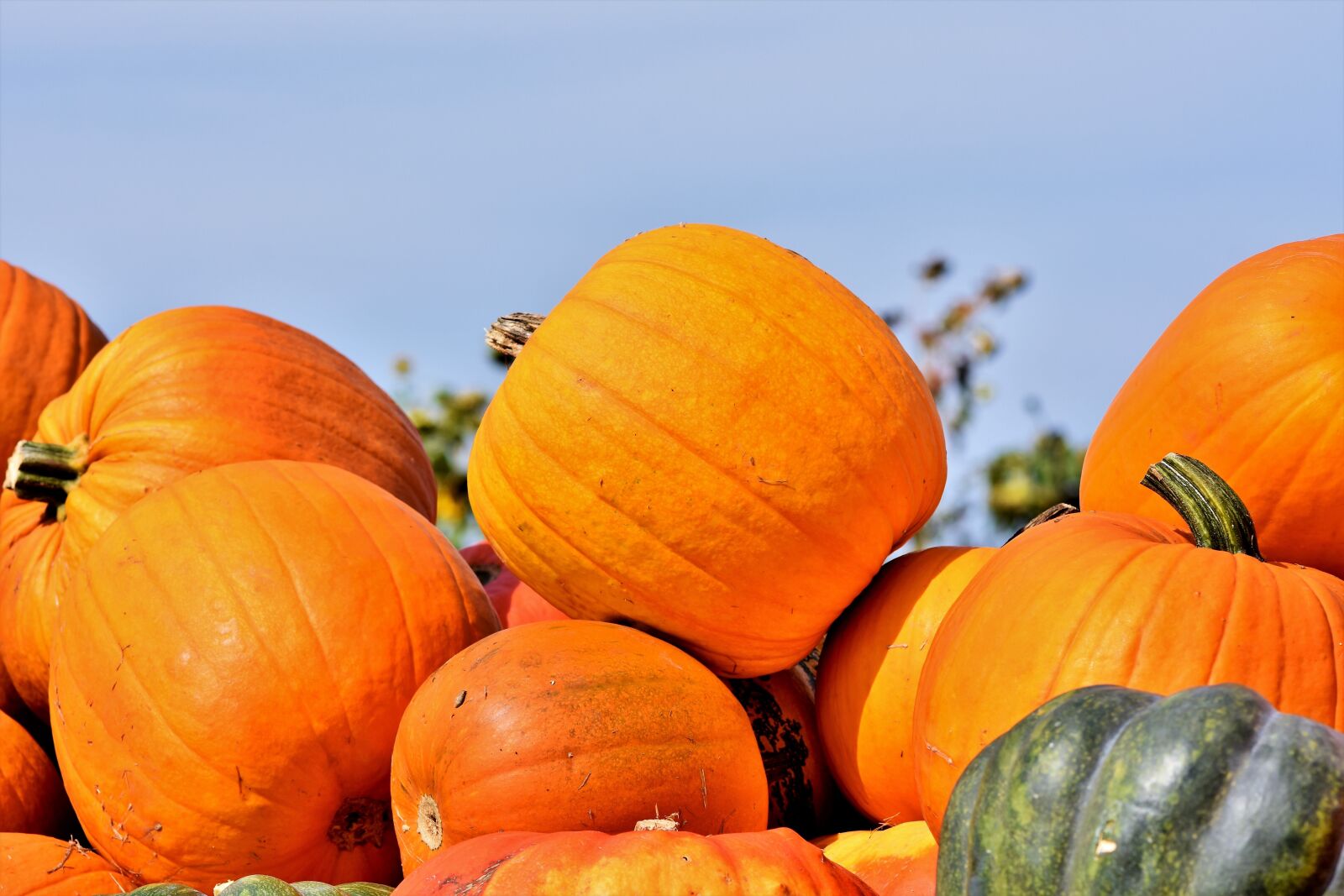 Nikon D7200 sample photo. Pumpkin, fruit, orange photography