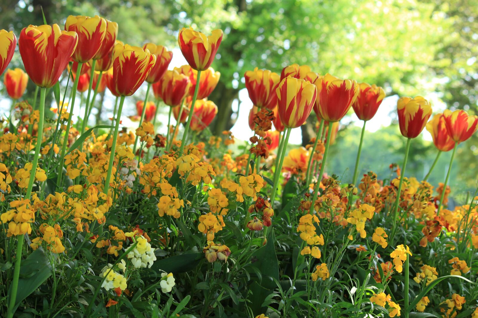 Canon EOS 1200D (EOS Rebel T5 / EOS Kiss X70 / EOS Hi) sample photo. Tulips, garden, spring photography