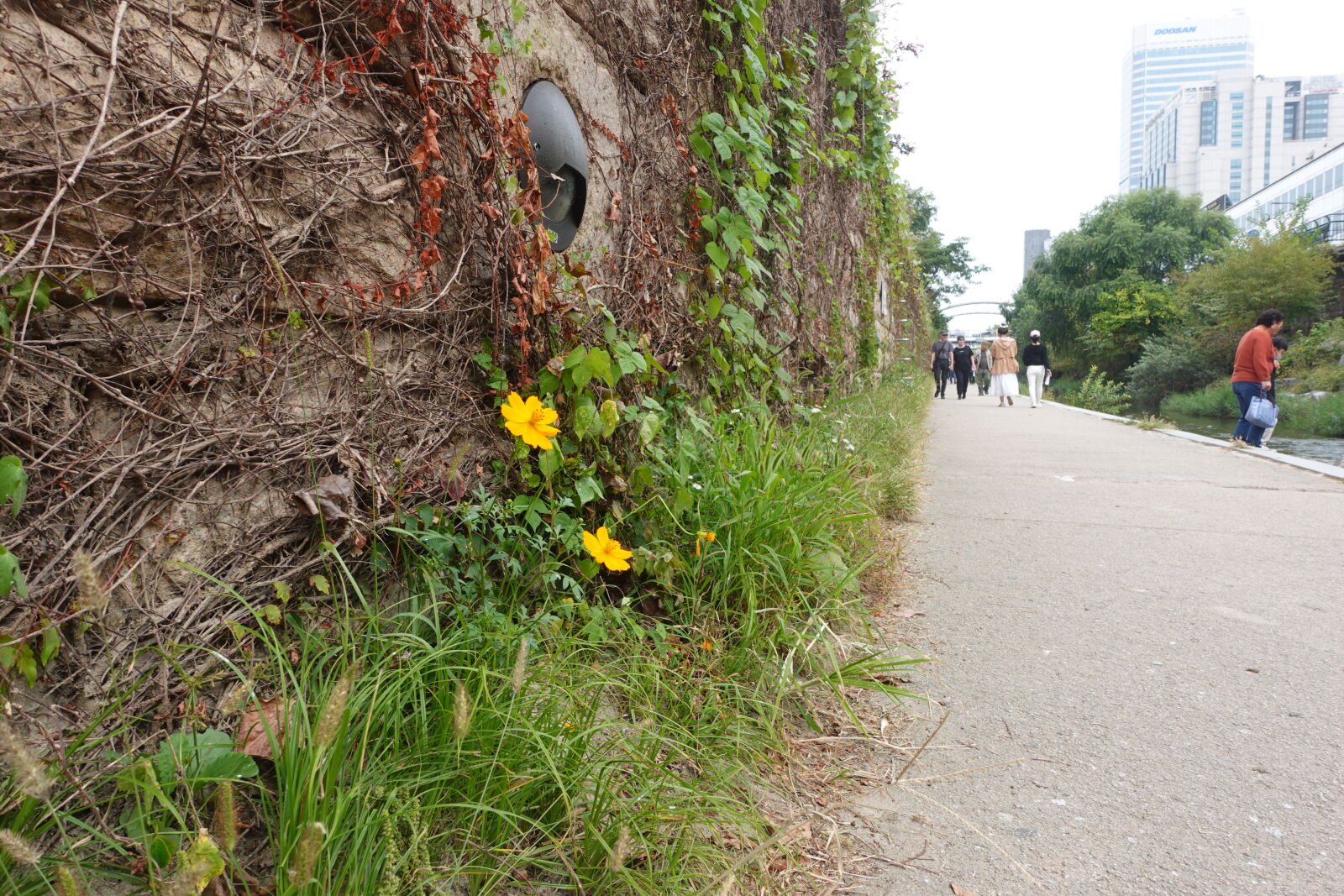 Sony ZV-1 sample photo