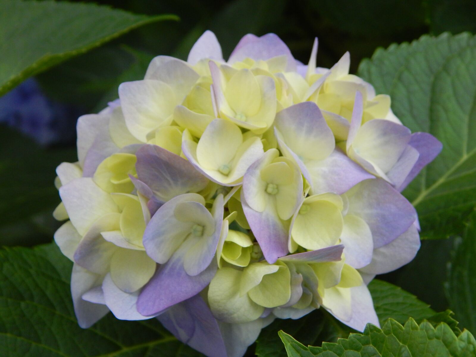 Nikon Coolpix L830 sample photo. Nature, plant, flower photography