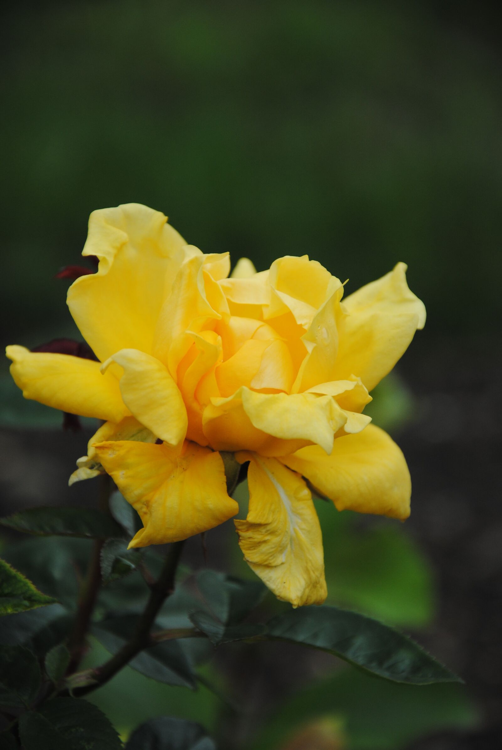 Nikon D3000 sample photo. Yellow rose, rose, yellow photography