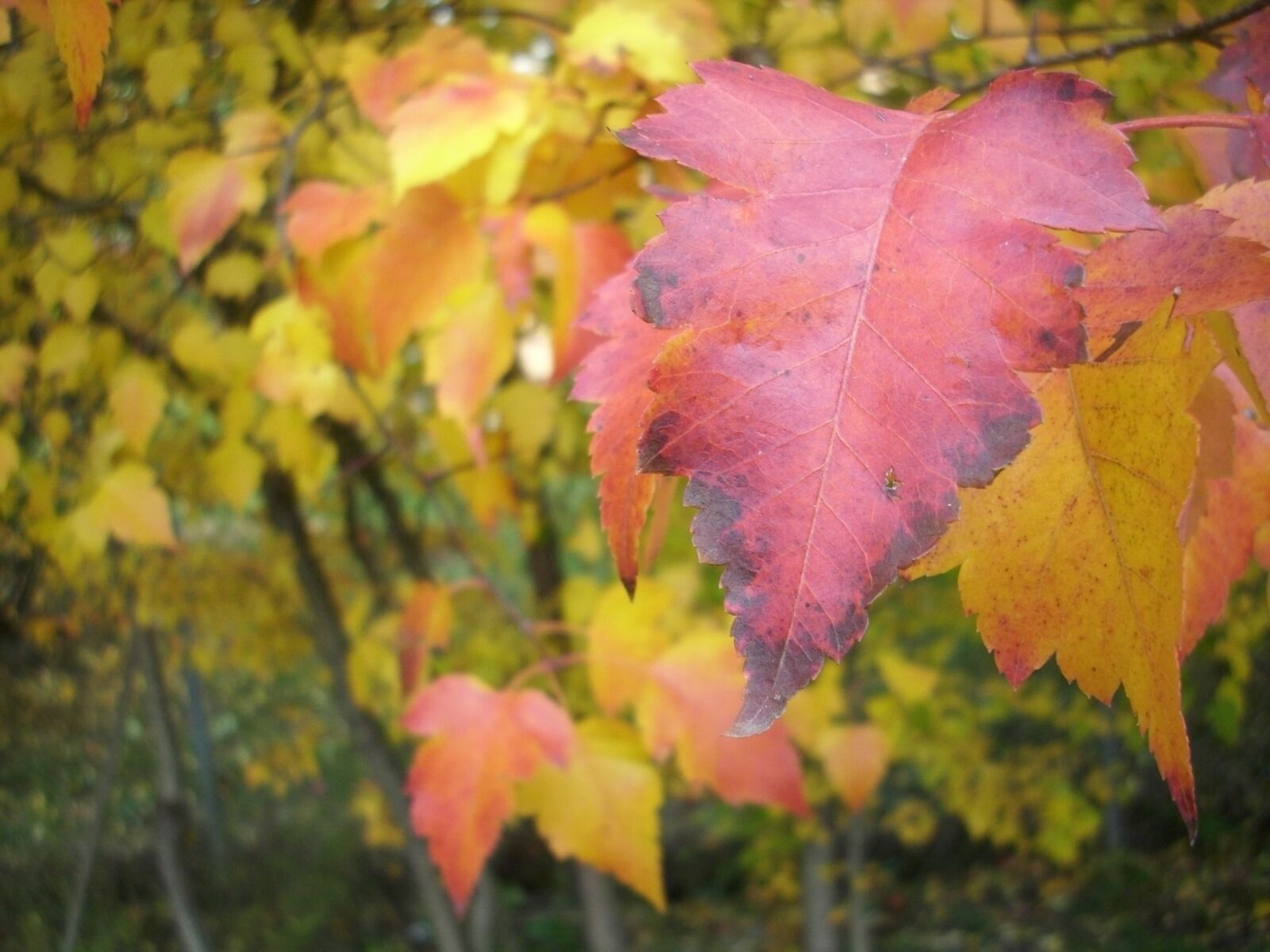 Insignia NS-DSC7P09 sample photo. Leaf, fall, colorful photography