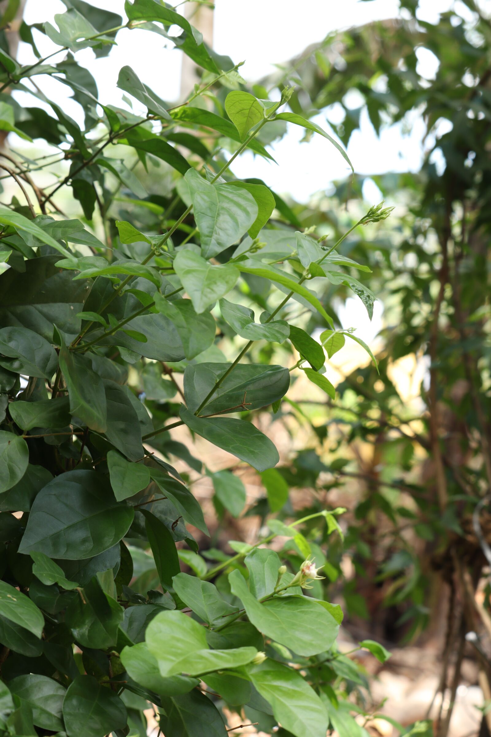 Canon EOS 250D (EOS Rebel SL3 / EOS Kiss X10 / EOS 200D II) sample photo. Leaf, nature, green photography