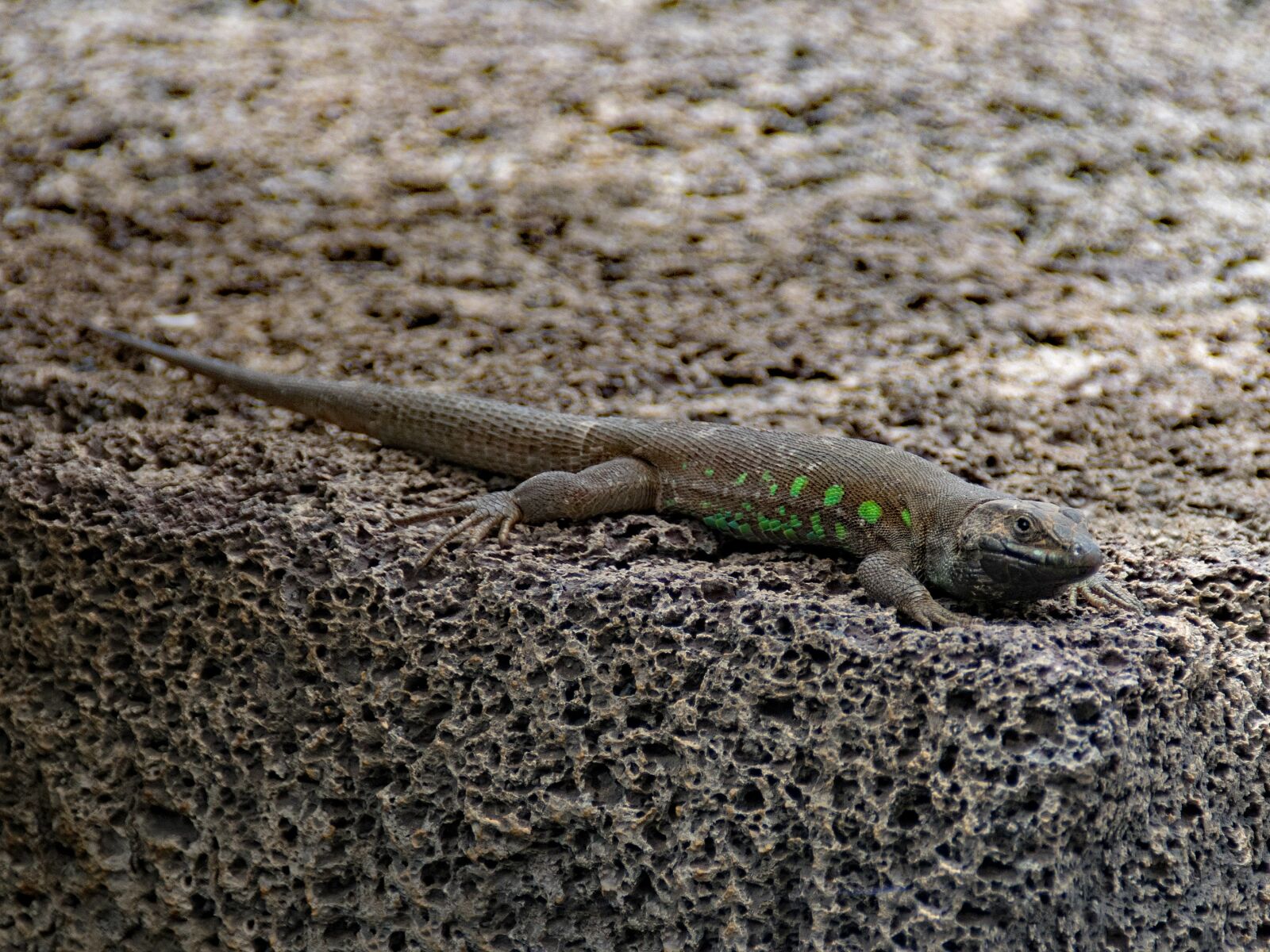 Nikon D5300 sample photo. Ostkanaren lizard, lizard, gallotia photography
