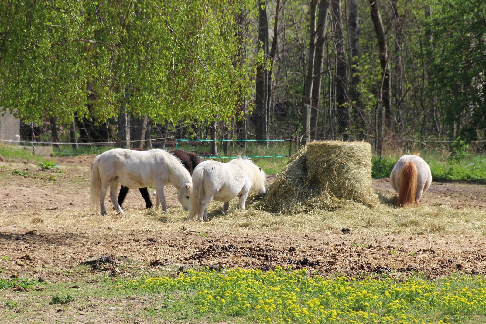 Canon EOS 600D (Rebel EOS T3i / EOS Kiss X5) sample photo. Ponies, small horse, pasture photography
