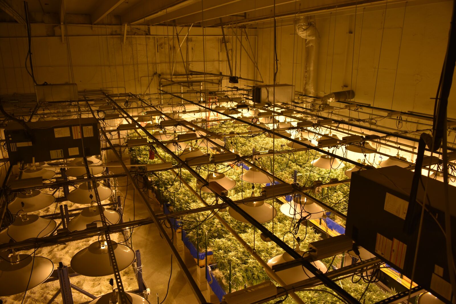 Nikon D3400 sample photo. Cannabis, marijuana, weed photography