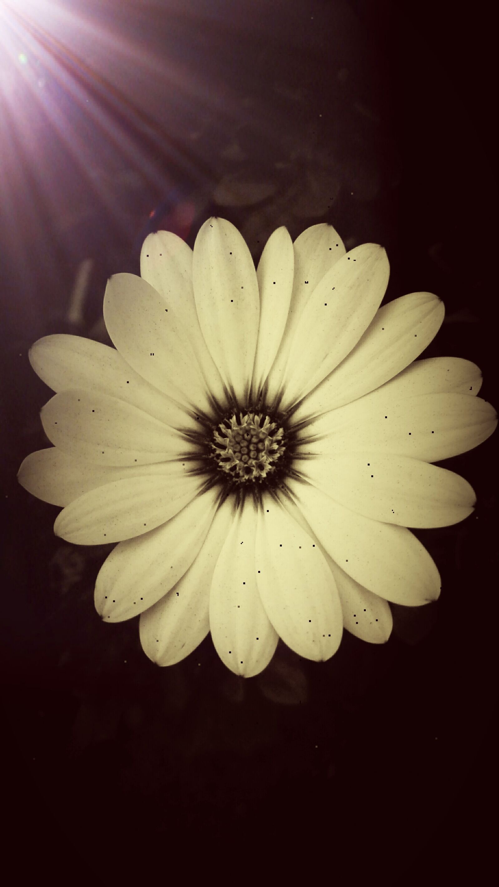 HUAWEI P8 Lite sample photo. Daisy, spring, summer photography