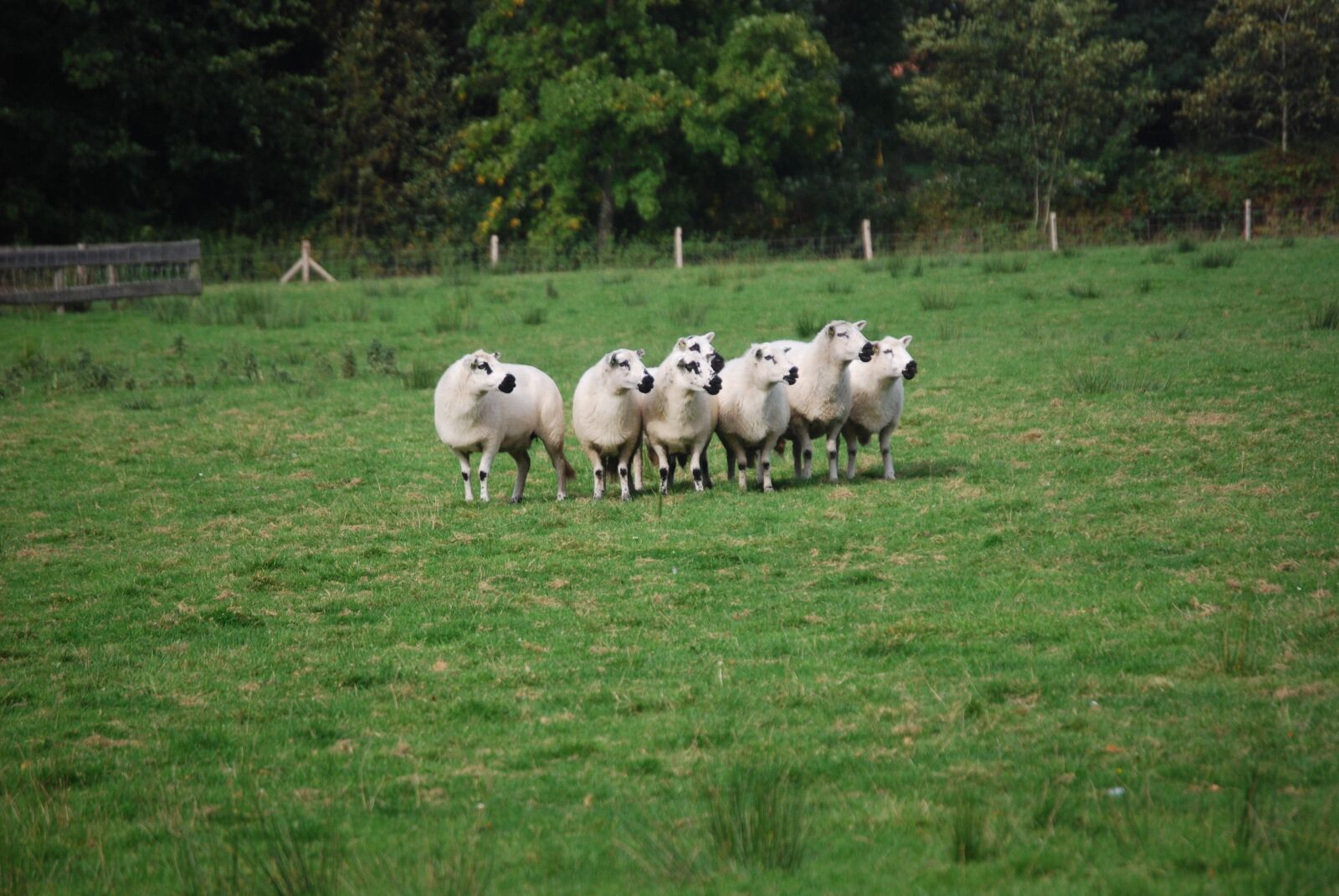 Nikon D40X sample photo. Sheep, landscape photography